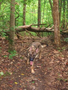 HappyDogHikingMCBQuant